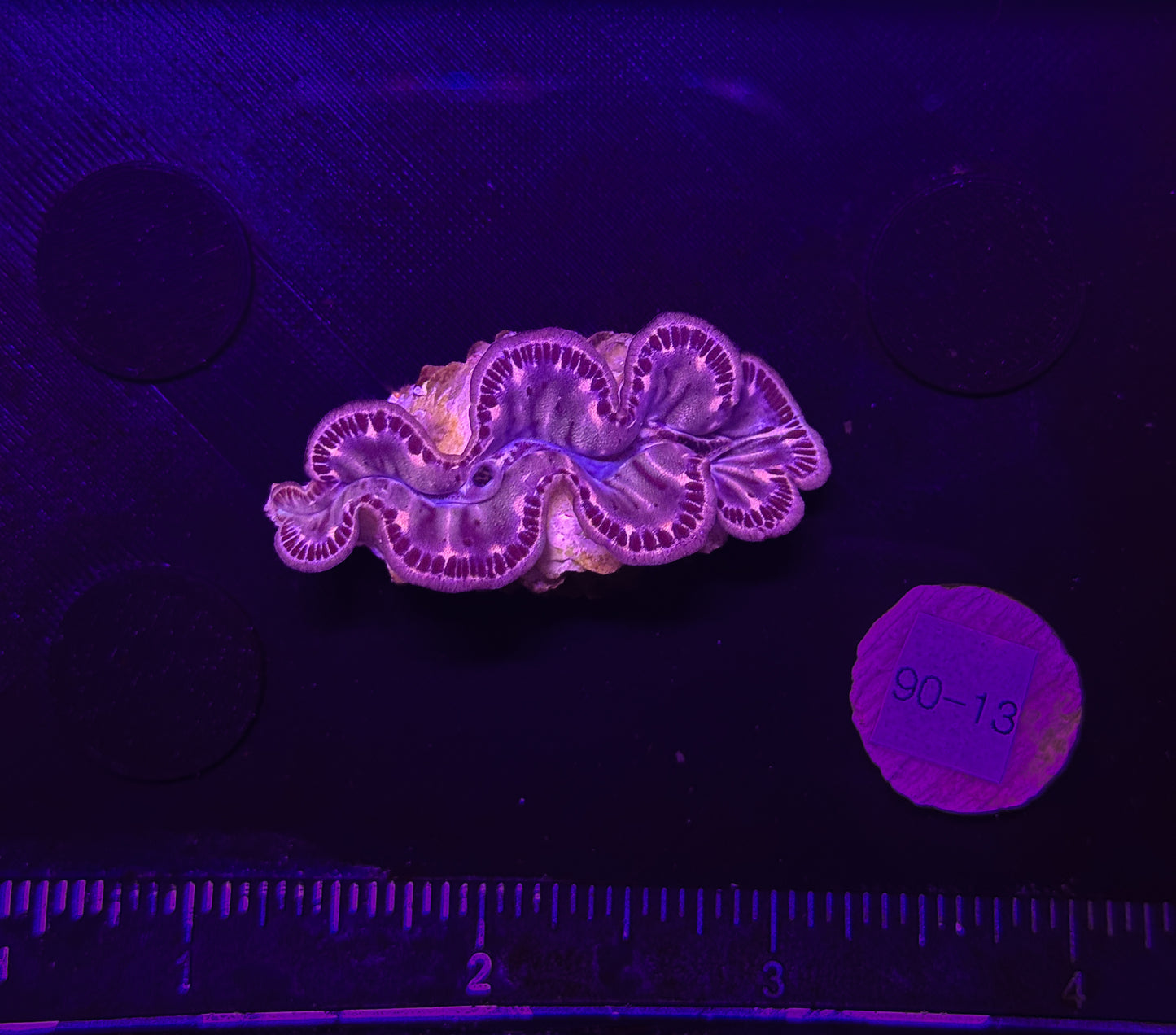 WYSIWYG Gold Tridacna Maxima Clam – Live Saltwater Clam for Reef Tanks