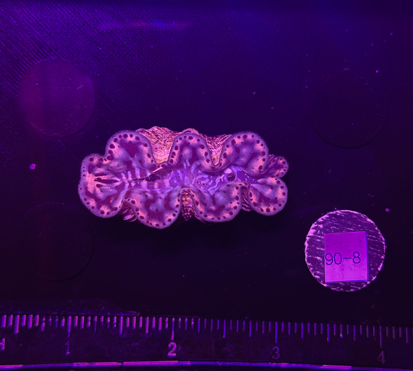 WYSIWYG Gold Tridacna Maxima Clam – Live Saltwater Clam for Reef Tanks