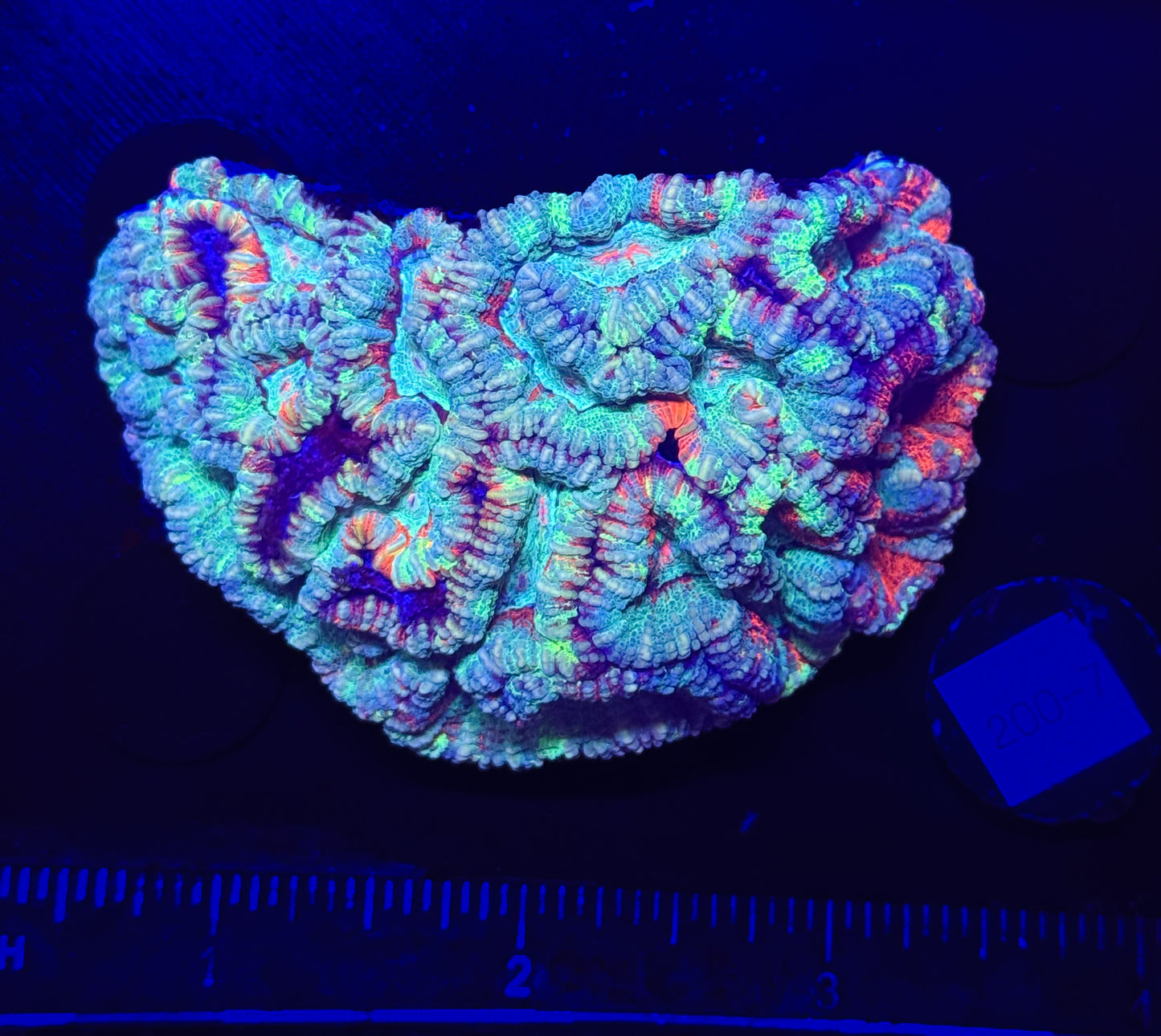 WYSIWYG Rainbow Wilsoni – Live LPS Coral for Reef Aquarium