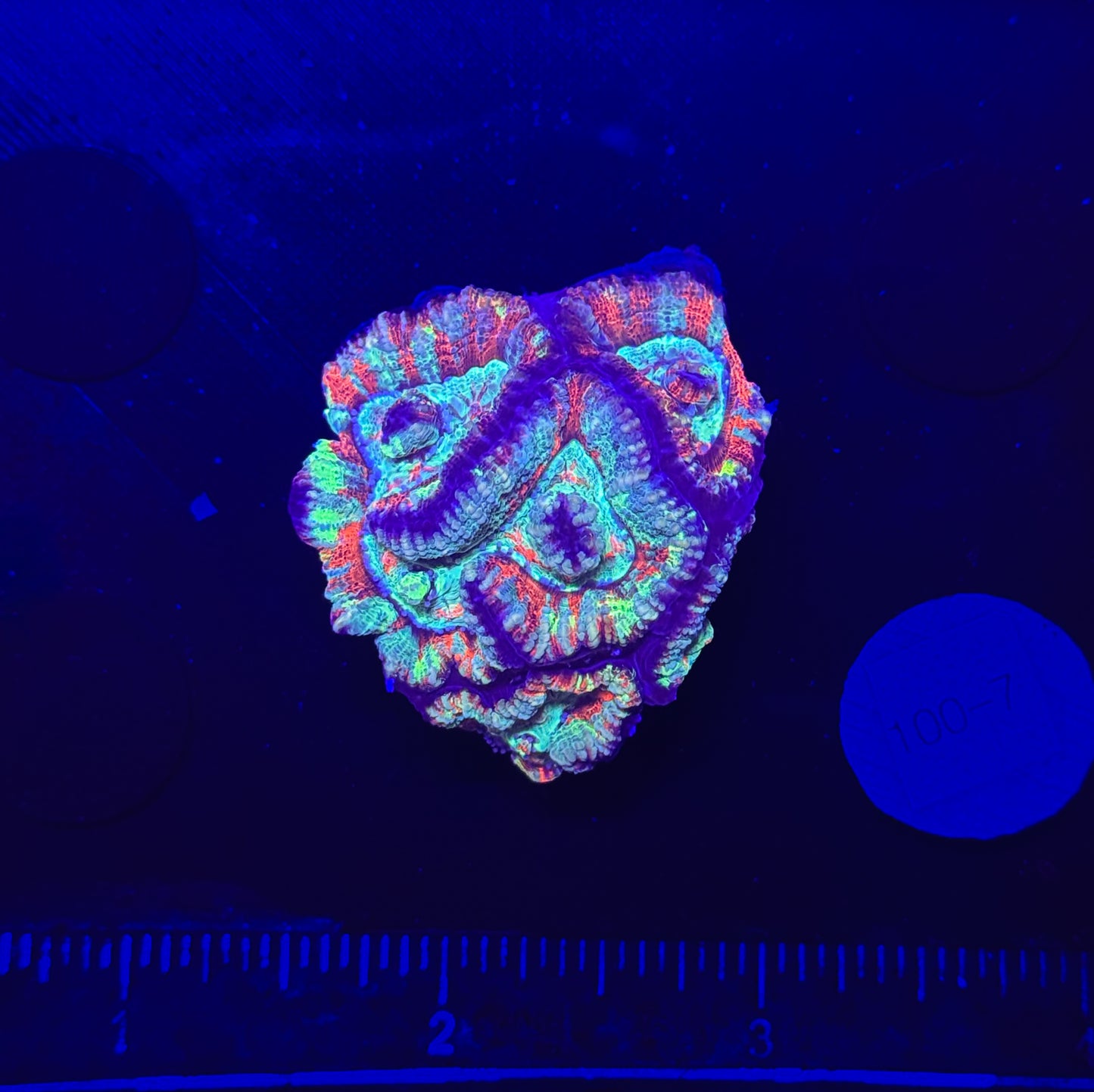 WYSIWYG Rainbow Wilsoni – Live LPS Coral for Reef Aquarium