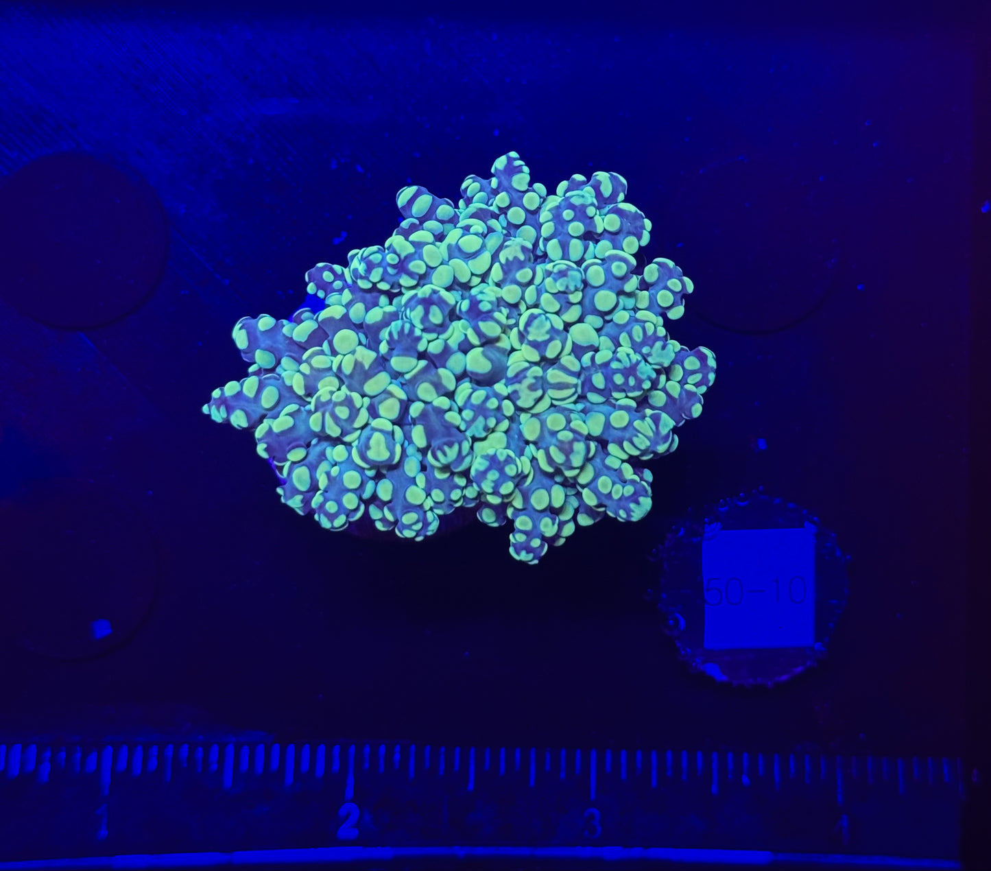 WYSIWYG Bicolor Frogspawn Live LPS Frag Coral Saltwater Reef Aquarium