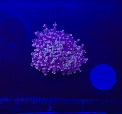 WYSIWYG Purple Frogspawn Live LPS Frag Coral Saltwater Reef Aquarium