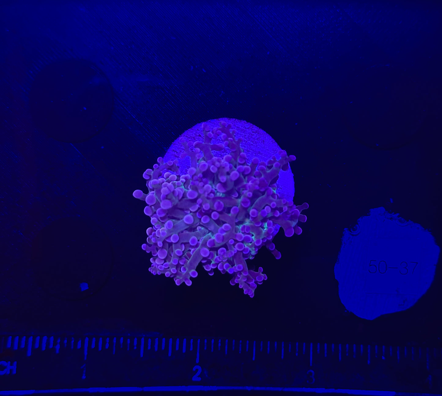WYSIWYG Purple Frogspawn Live LPS Frag Coral Saltwater Reef Aquarium
