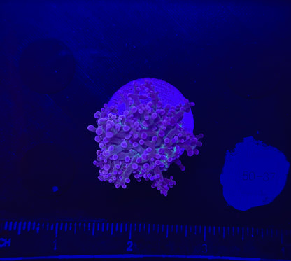 WYSIWYG Purple Frogspawn Live LPS Frag Coral Saltwater Reef Aquarium