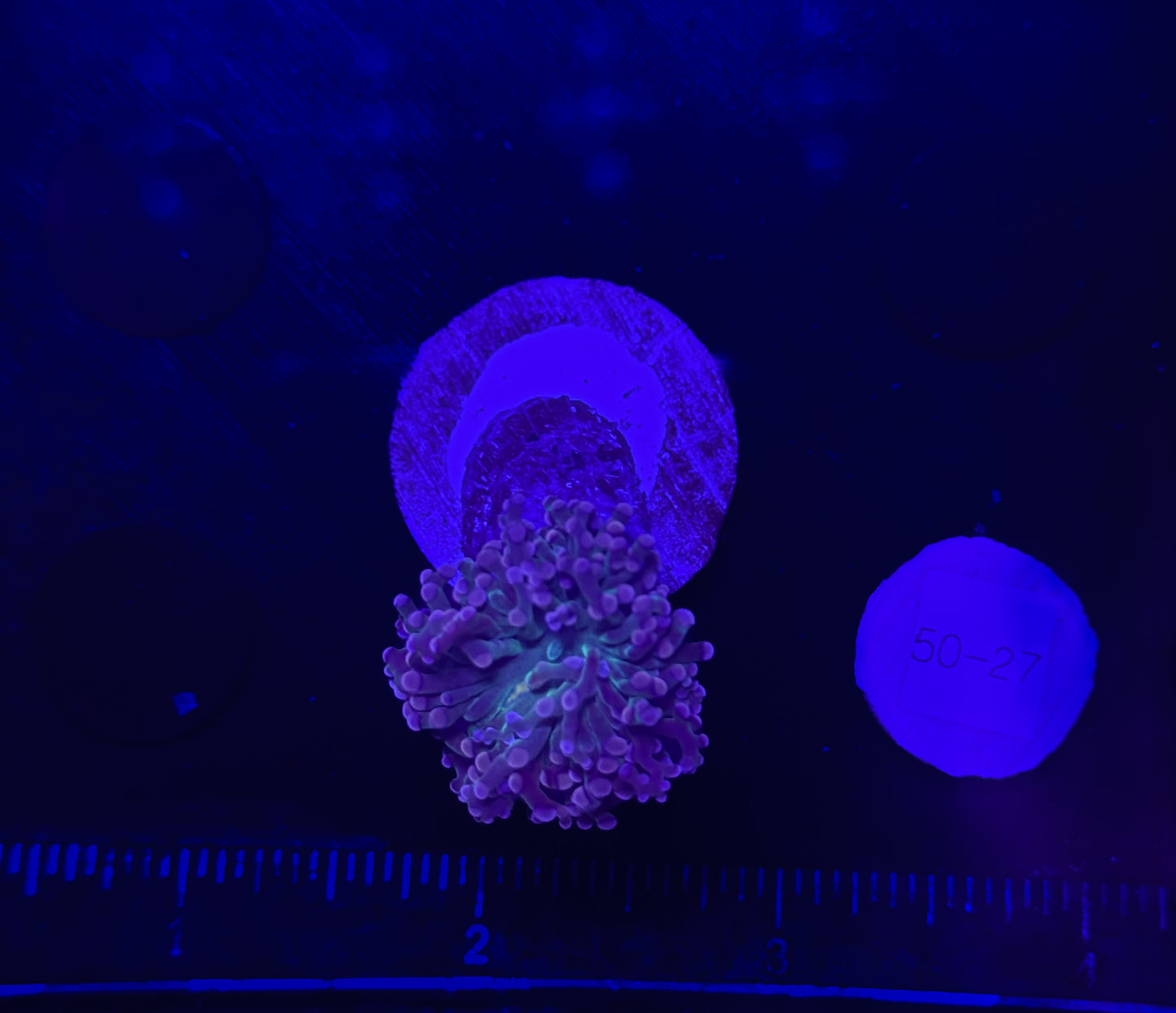 WYSIWYG Purple Frogspawn Live LPS Frag Coral Saltwater Reef Aquarium