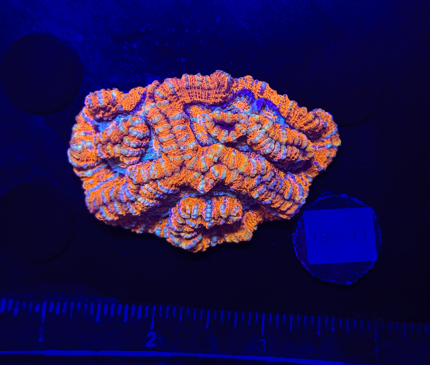 WYSIWYG Rainbow Wilsoni – Live LPS Coral for Reef Aquarium