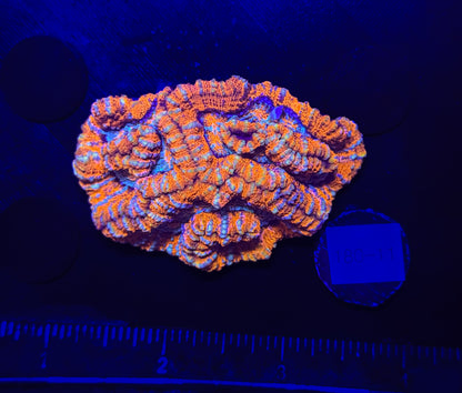 WYSIWYG Rainbow Wilsoni – Live LPS Coral for Reef Aquarium