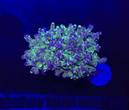 WYSIWYG Grafted Frogspawn Live LPS Frag Coral Saltwater Reef Aquarium
