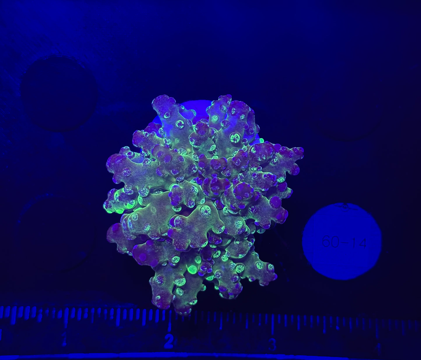 WYSIWYG Grafted Frogspawn Live LPS Frag Coral Saltwater Reef Aquarium