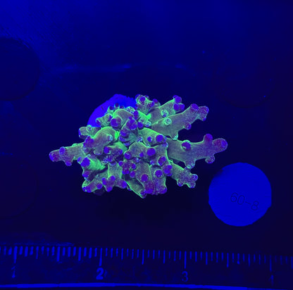 WYSIWYG Grafted Frogspawn Live LPS Frag Coral Saltwater Reef Aquarium