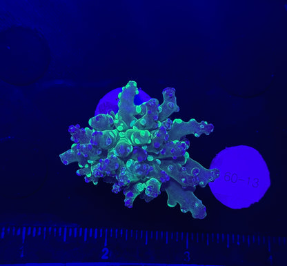 WYSIWYG Grafted Frogspawn Live LPS Frag Coral Saltwater Reef Aquarium