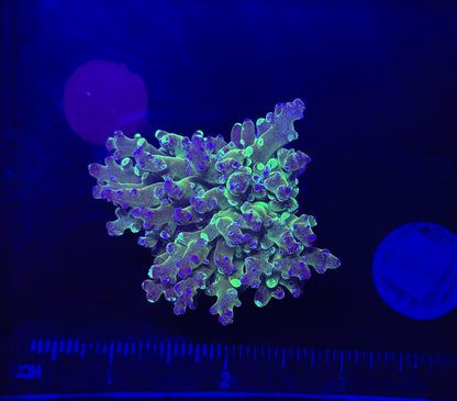 WYSIWYG Grafted Frogspawn Live LPS Frag Coral Saltwater Reef Aquarium