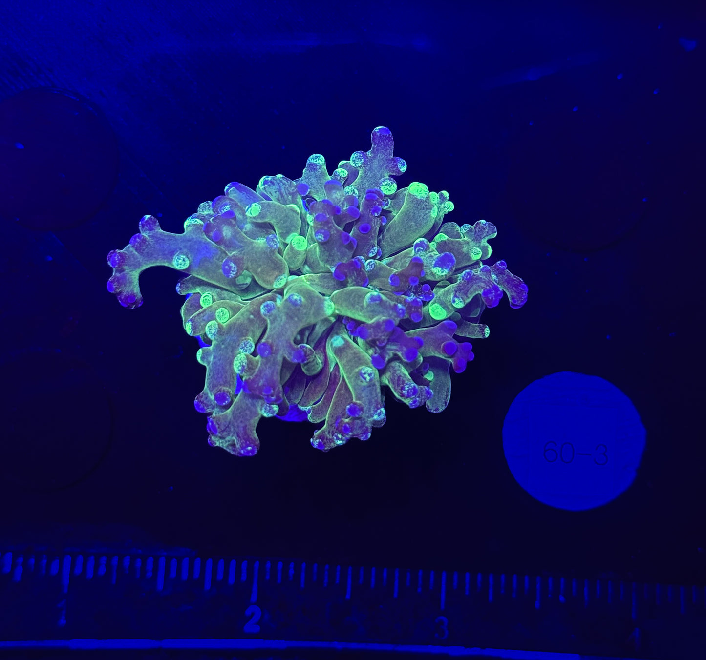 WYSIWYG Grafted Frogspawn Live LPS Frag Coral Saltwater Reef Aquarium