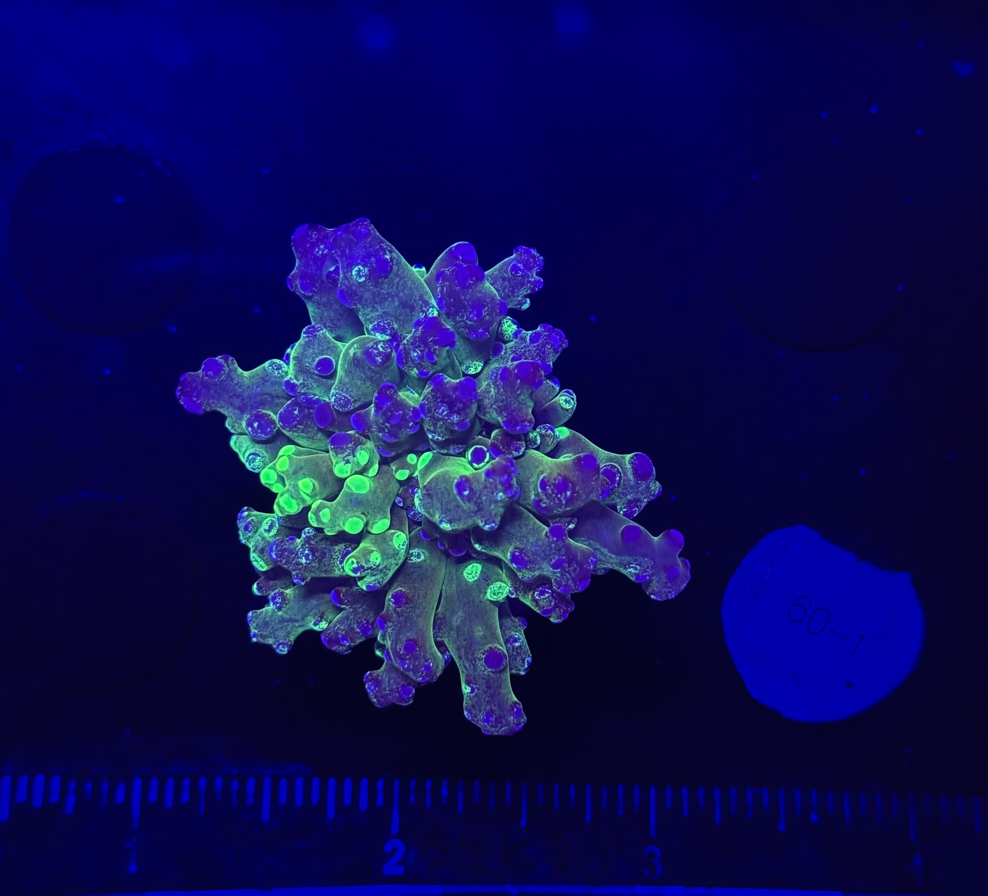 WYSIWYG Grafted Frogspawn Live LPS Frag Coral Saltwater Reef Aquarium ...