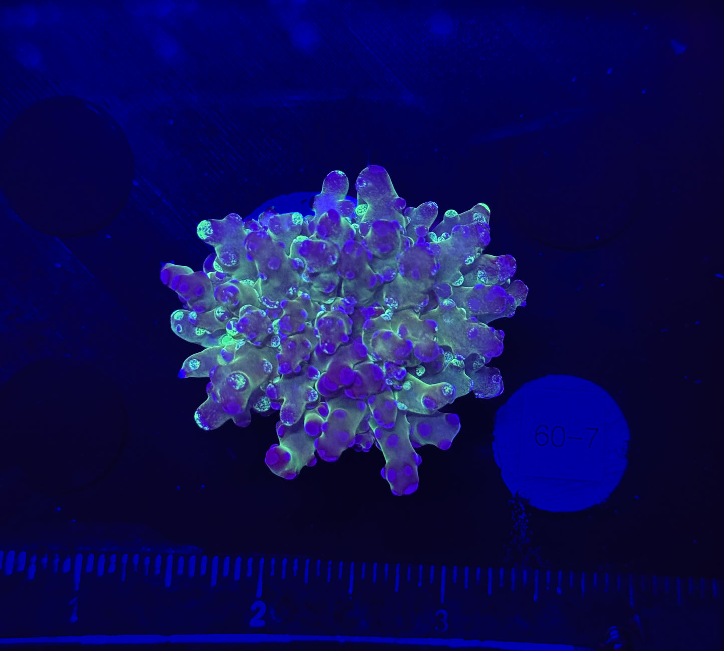 WYSIWYG Grafted Frogspawn Live LPS Frag Coral Saltwater Reef Aquarium