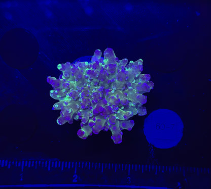 WYSIWYG Grafted Frogspawn Live LPS Frag Coral Saltwater Reef Aquarium