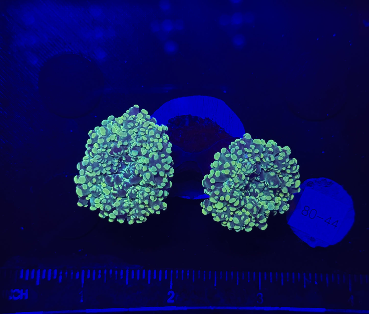 WYSIWYG Neon Green Frogspawn Live LPS Frag Coral Saltwater Reef Aquarium