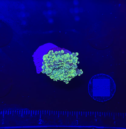 WYSIWYG Neon Green Frogspawn Live LPS Frag Coral Saltwater Reef Aquarium