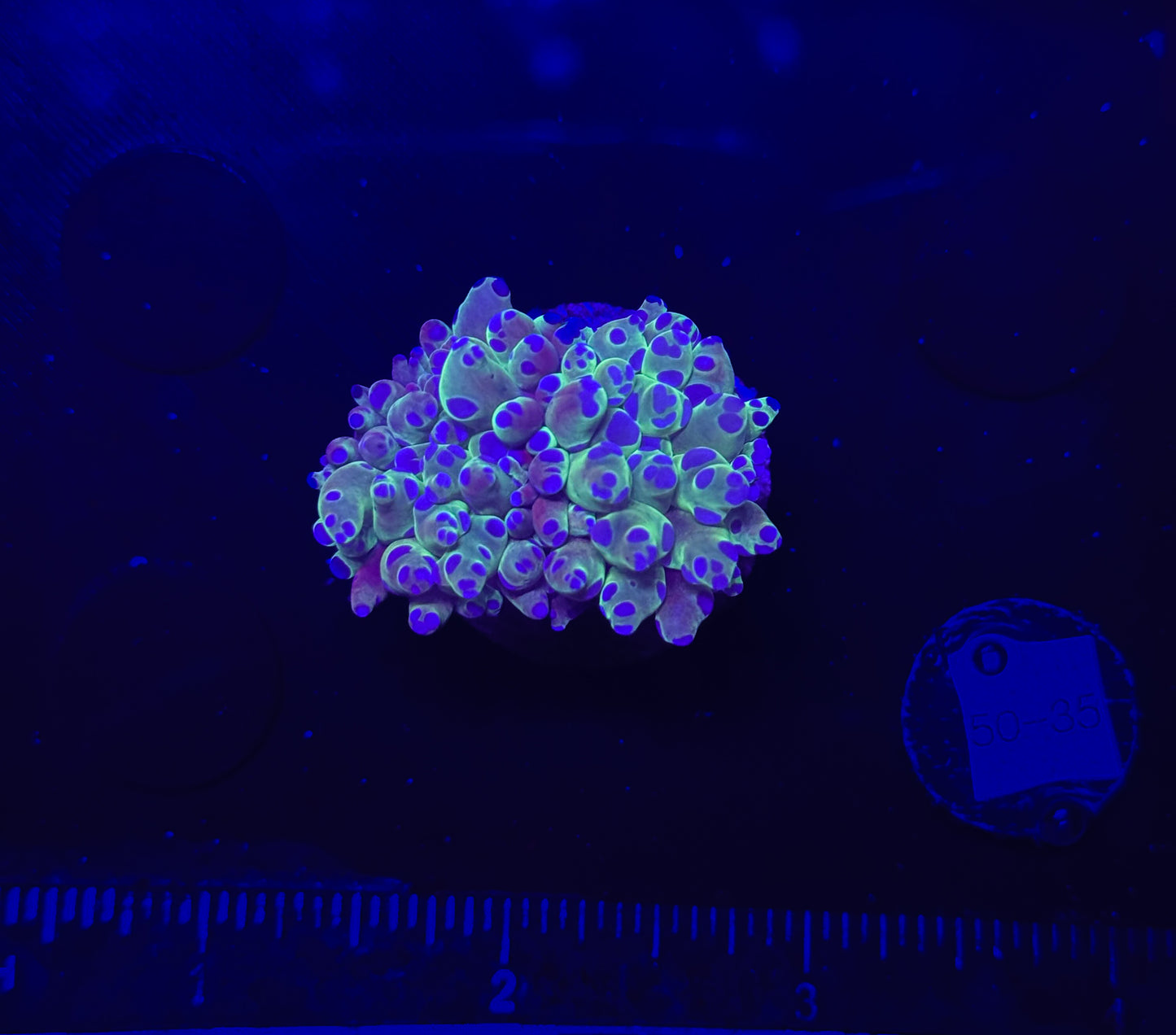 WYSIWYG Bicolor Frogspawn Live LPS Frag Coral Saltwater Reef Aquarium