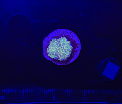 WYSIWYG Hologram Branching Hammer