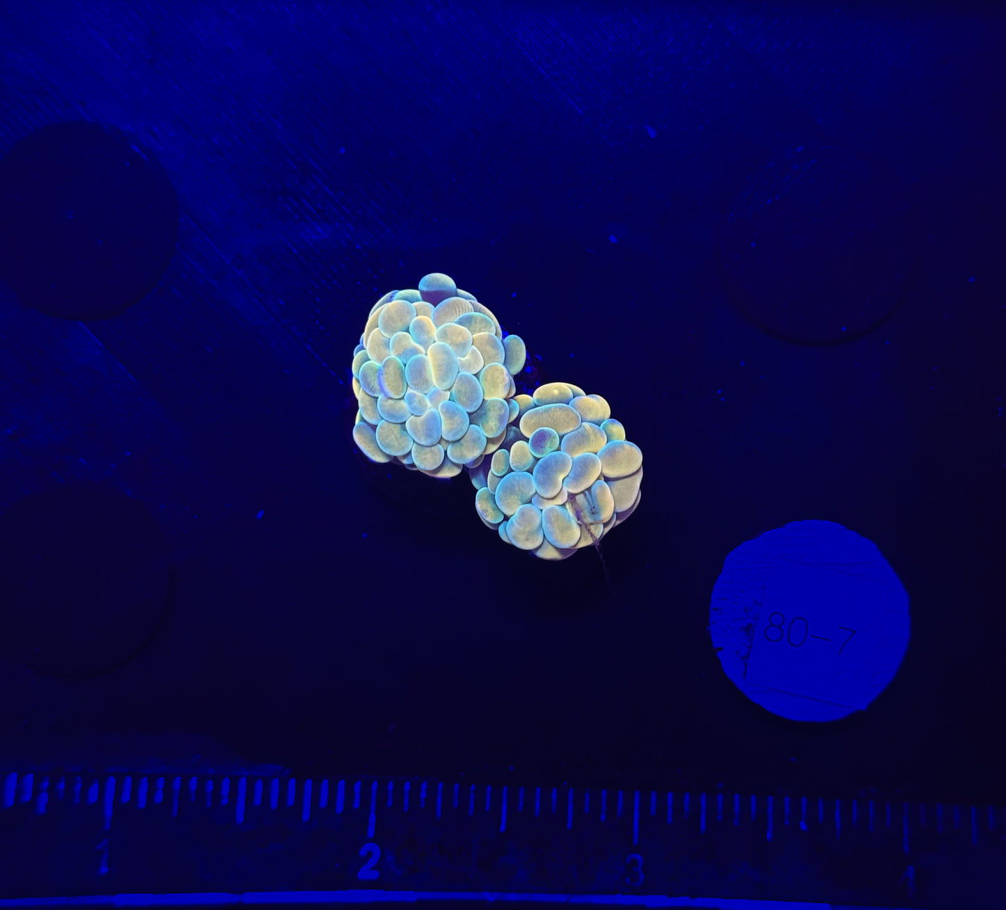 WYSIWYG Gold Branching Hammer Coral – Live LPS Euphyllia for Reef Tank