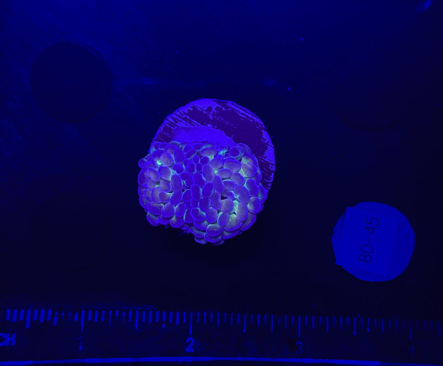 WYSIWYG Hologram Branching Hammer Live Coral – LPS Saltwater Aquarium