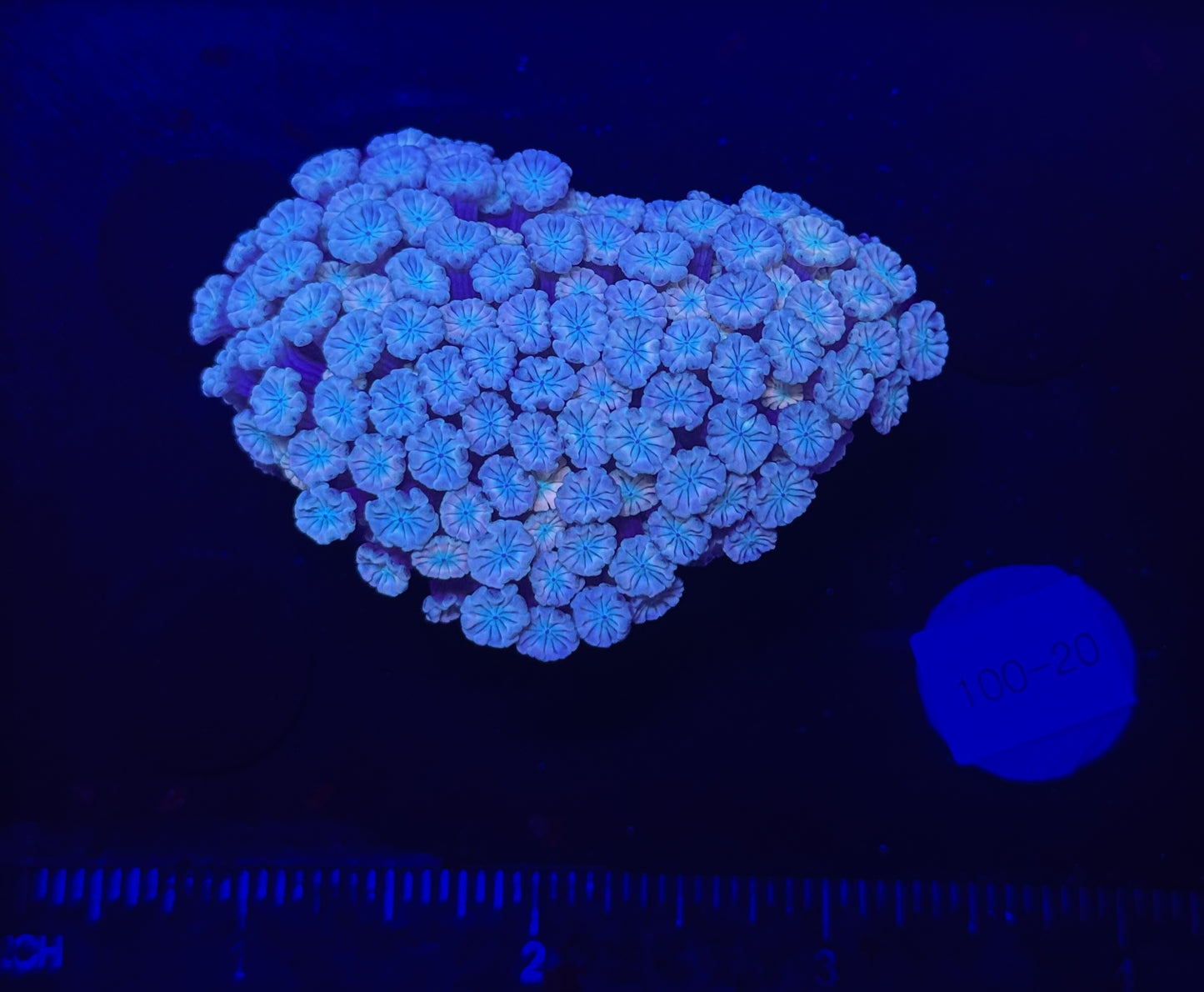 WYSIWYG Pink Alveopora Frag Live Coral – LPS for Saltwater Reef Aquarium