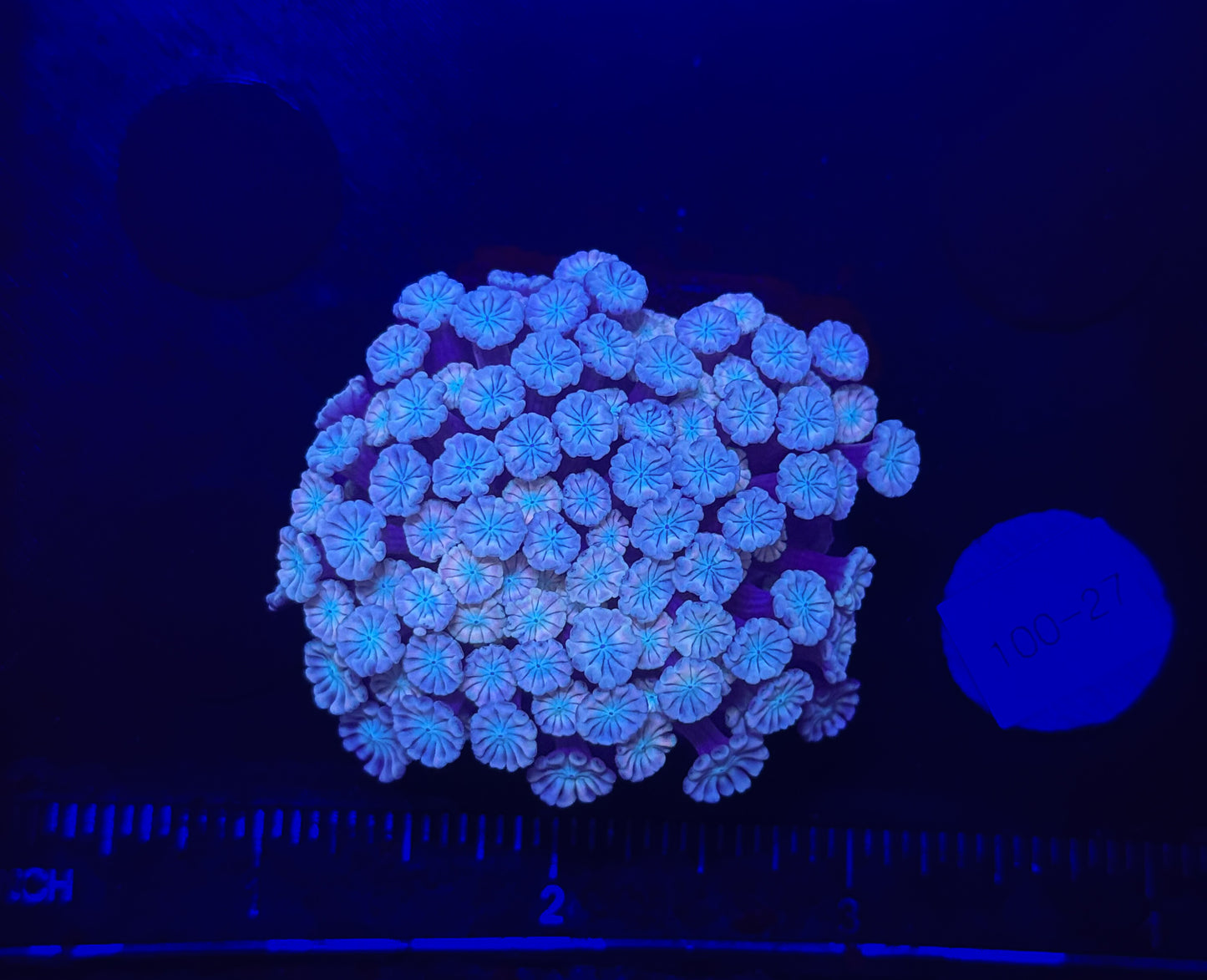 WYSIWYG Pink Alveopora Frag Live Coral – LPS for Saltwater Reef Aquarium