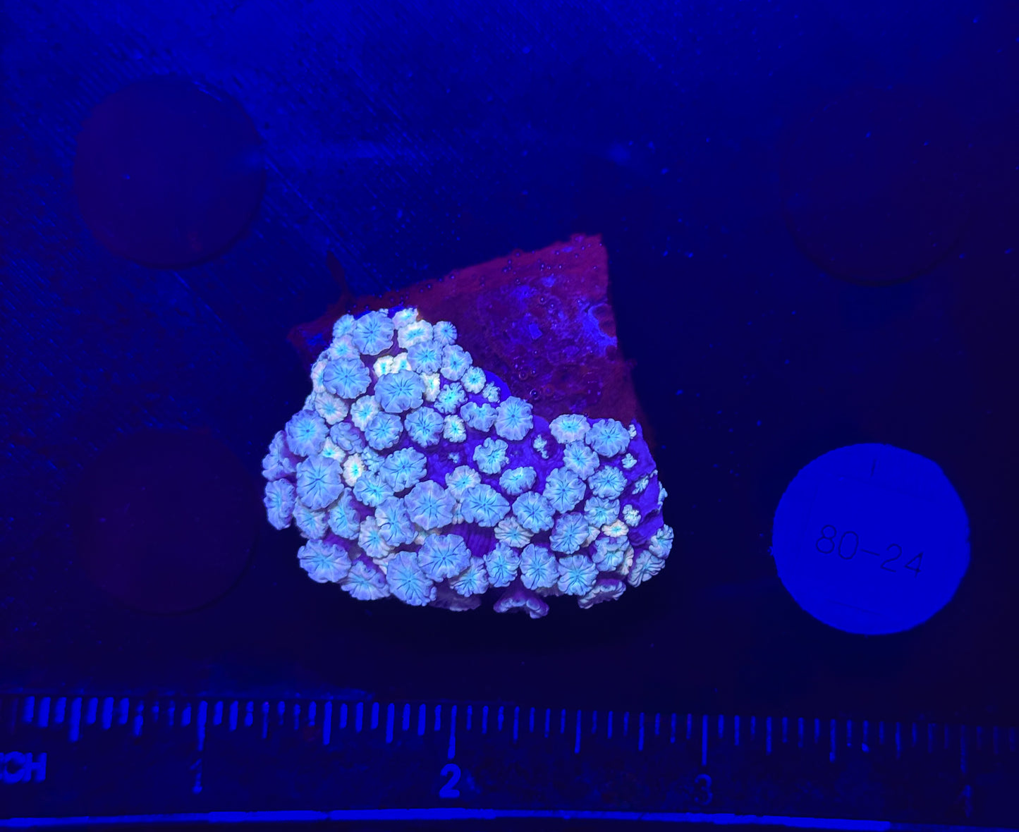 WYSIWYG Pink Alveopora Frag Live Coral – LPS for Saltwater Reef Aquarium