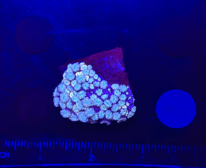 WYSIWYG Pink Alveopora Frag Live Coral – LPS for Saltwater Reef Aquarium