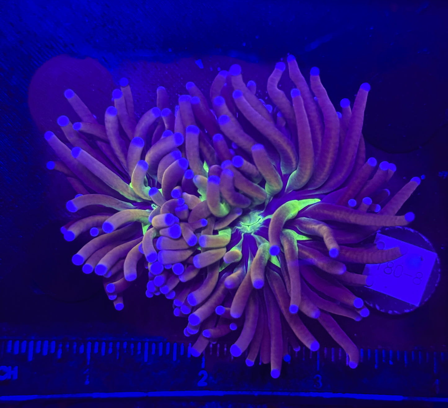 WYSIWYG NY Knicks Torch Live Coral Frag – Ultra Bright LPS for Saltwater Reef Tank