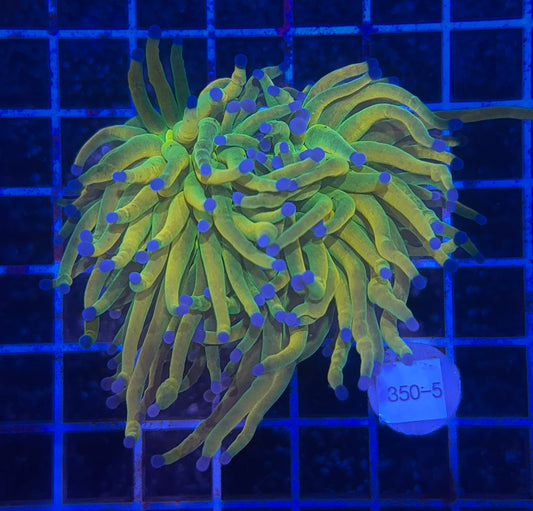WYSIWYG Holy Grail Torch Live Coral – Frag Euphyllia LPS for Reef Aquarium