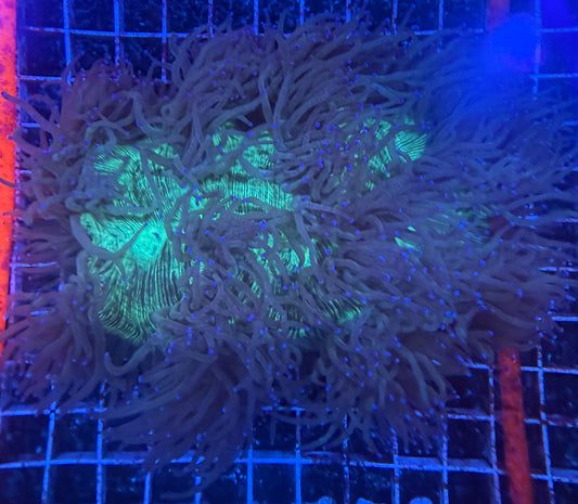 WYSIWYG Elegance Live Coral LPS – Large Reef Showpiece Frag
