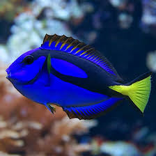 Blue Hippo Tang Surgeonfish Reef Safe Saltwater Aquarium Live Fish
