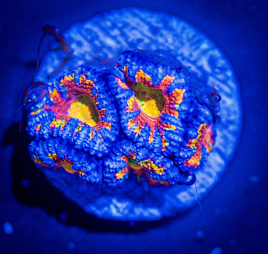 WYSIWYG Rainbow Acan 5 Heads