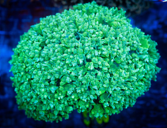 WYSIWYG Large Bubble Coral