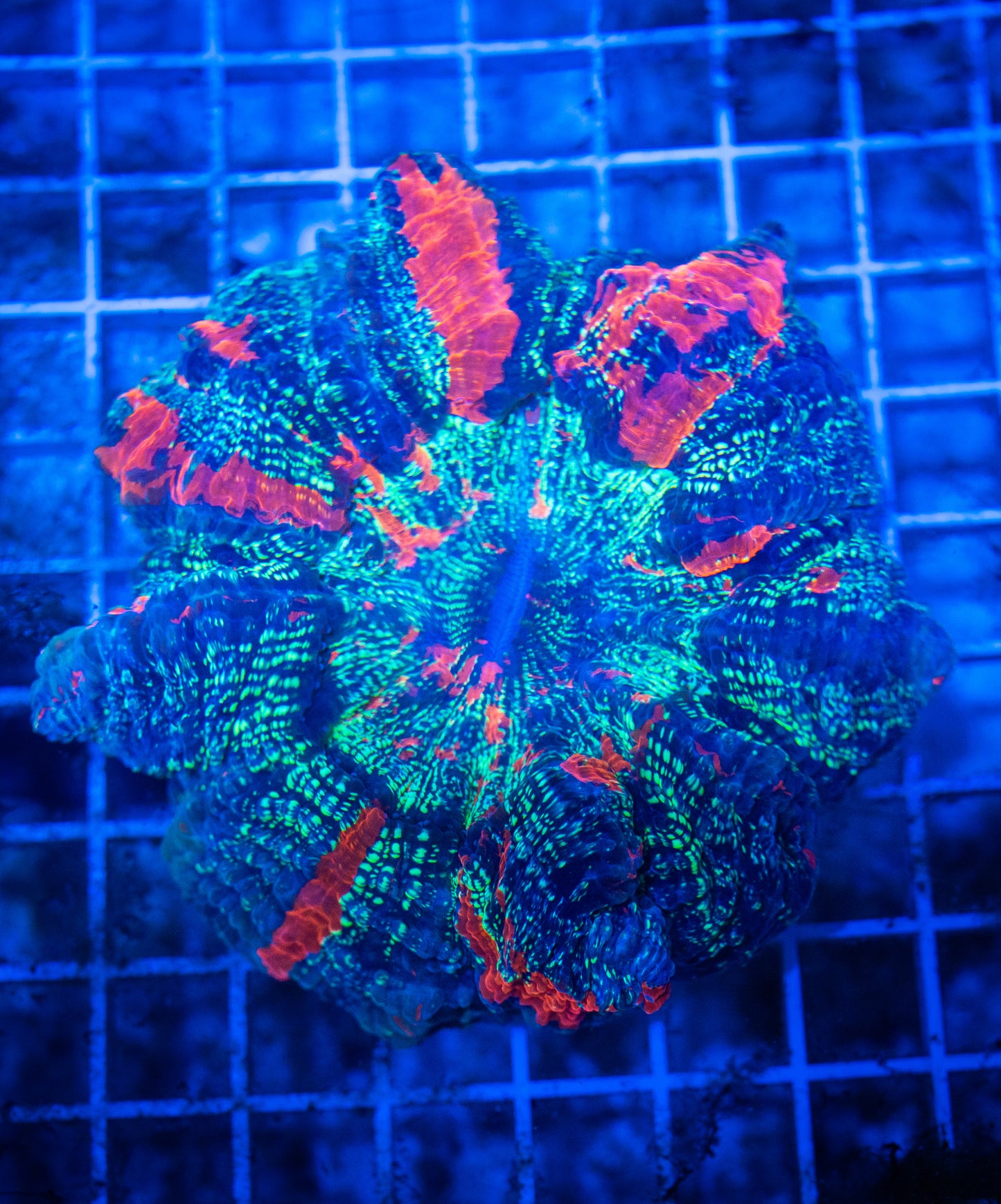 WYSIWYG Bicolor Meat Coral Acantophyllia