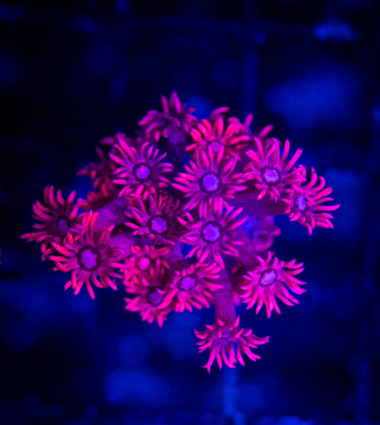 WYSIWYG Red Goni Goniopora Frag