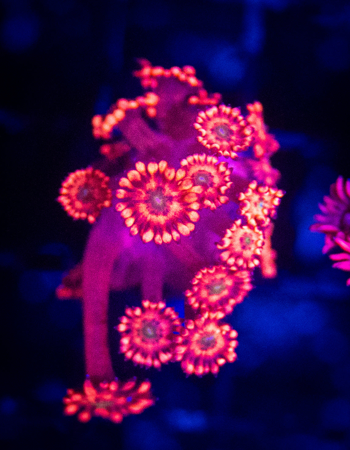 WYSIWYG Red Goni Goniopora Frag