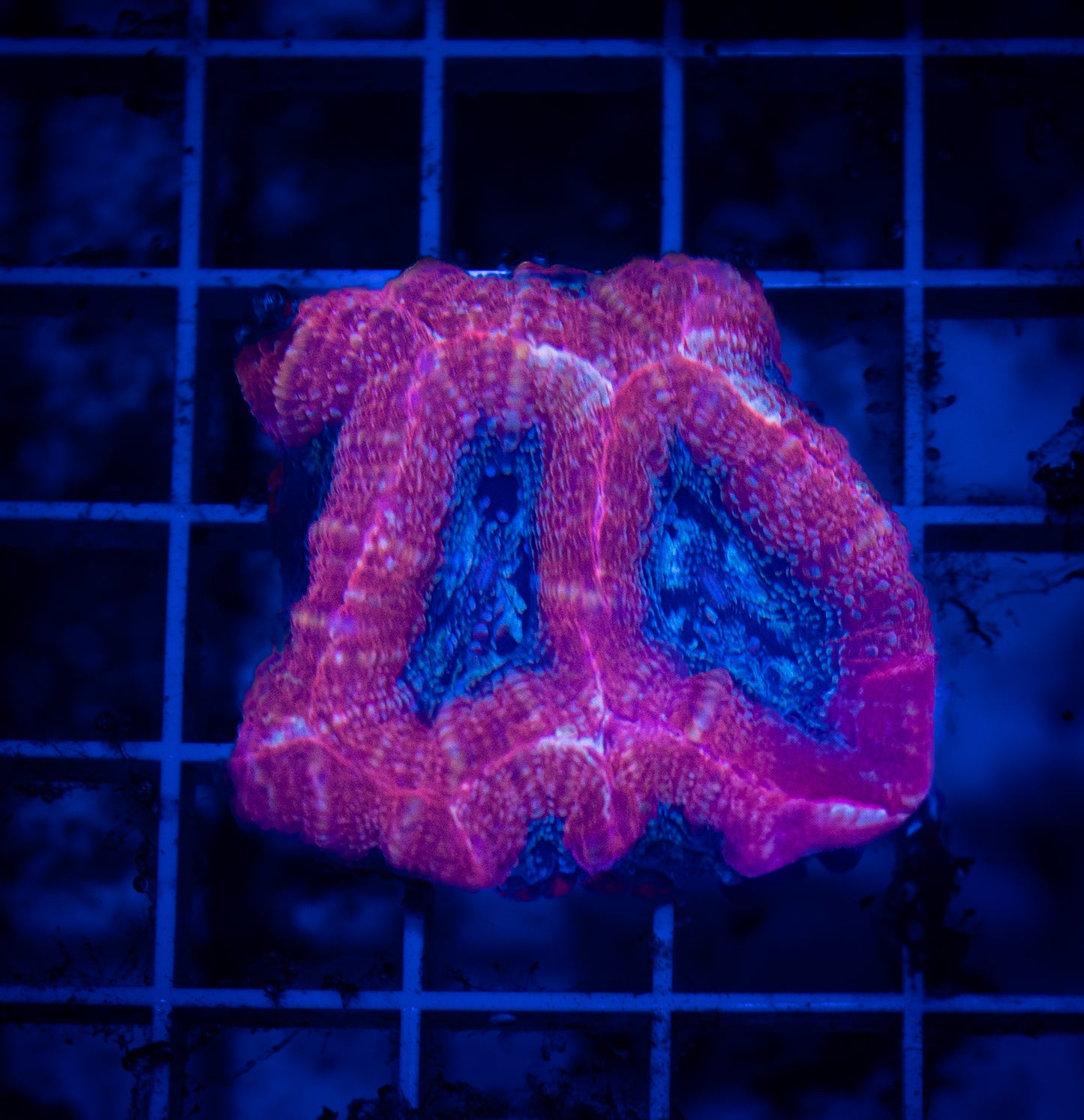 WYSIWYG Red and Blue Acan Bowerbanki