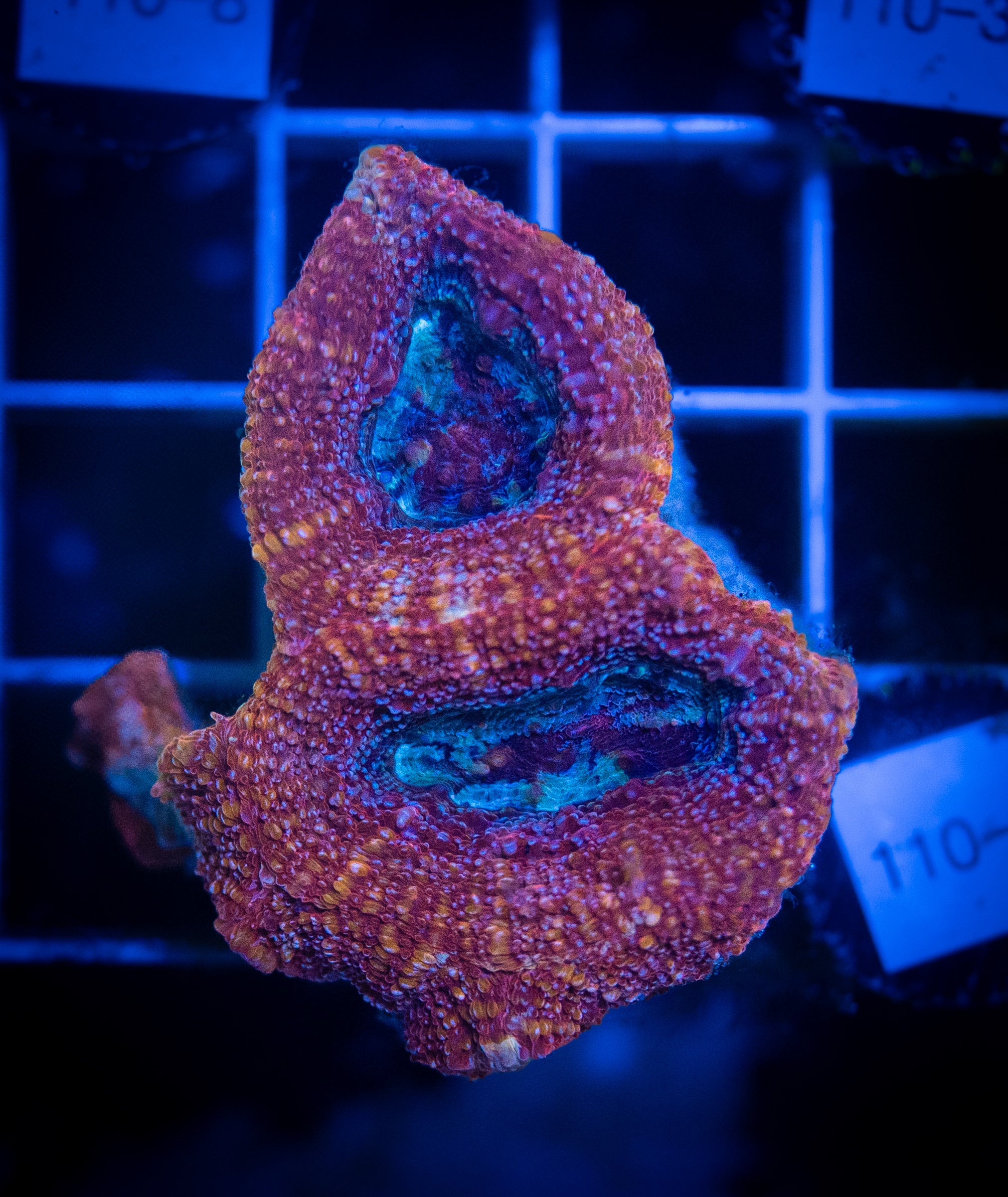 WYSIWYG Red Acan Bowerbanki – Thunder Reef Aquatics