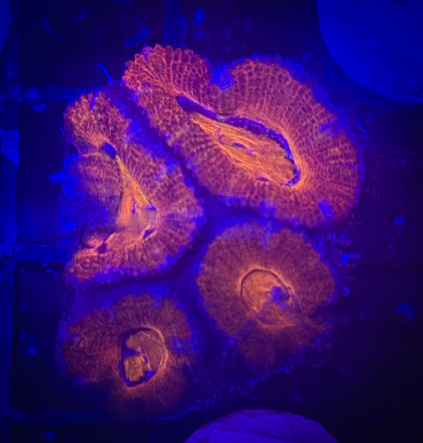 WYSIWYG Rainbow Acan Lord Live Coral Frag Vibrant LPS for Reef Aquarium