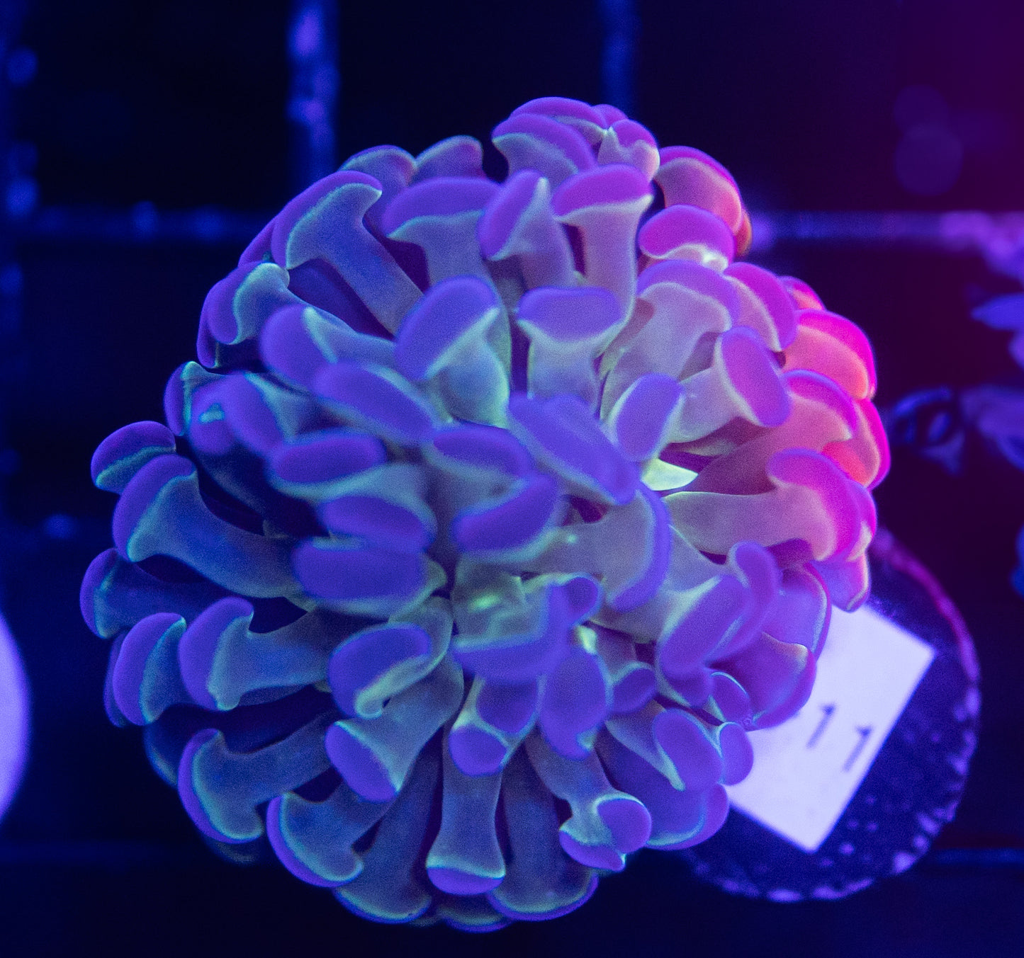 WYSIWYG Bicolor Branching Hammer Coral – Live LPS Euphyllia for Reef Tank