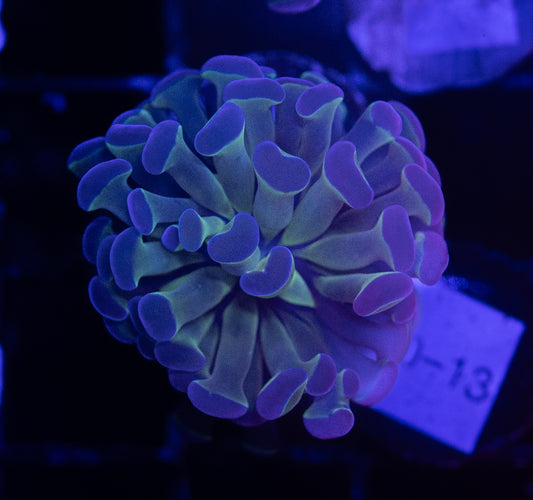 WYSIWYG Bicolor Branching Hammer Coral – Live LPS Euphyllia for Reef Tank