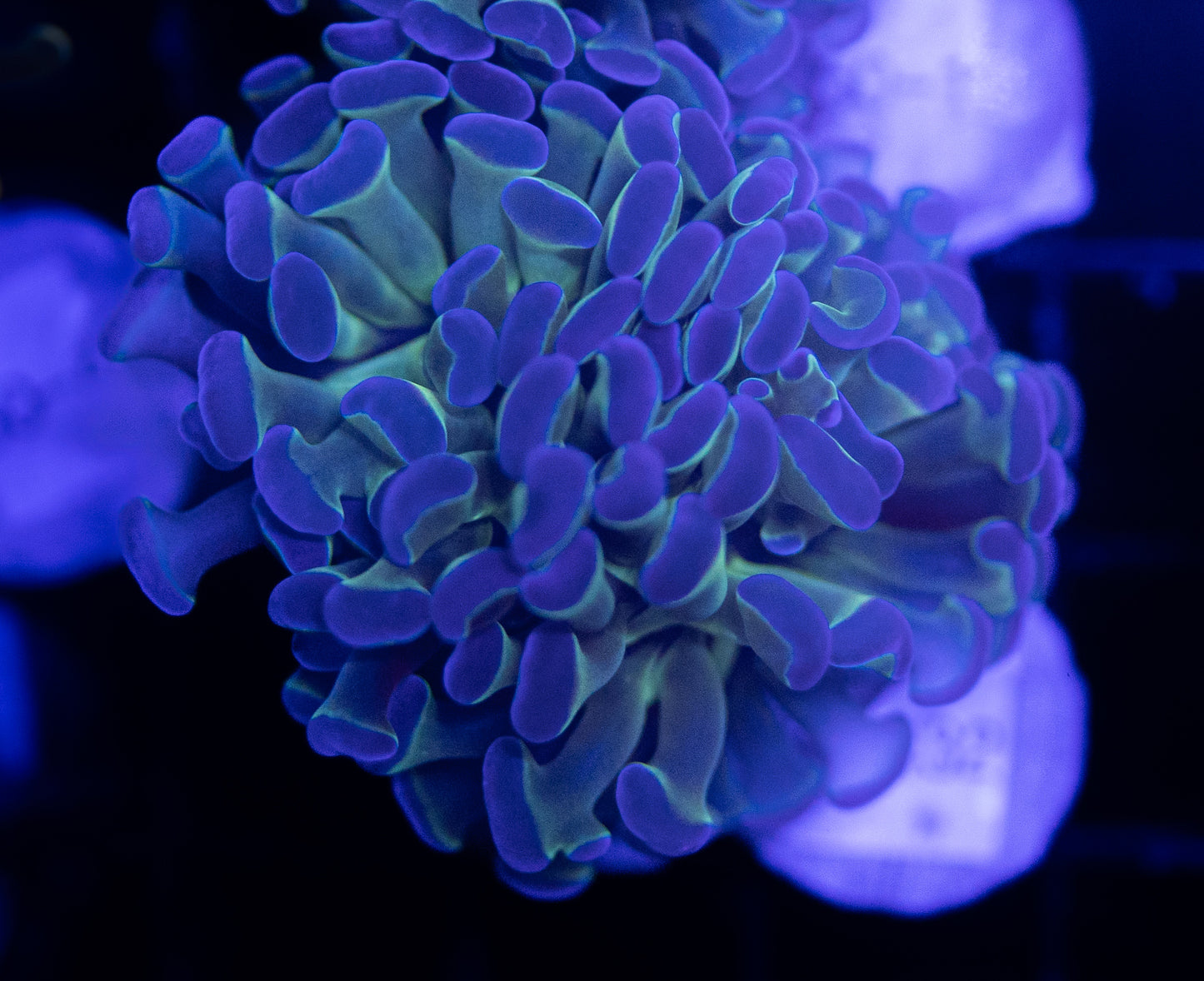 WYSIWYG Bicolor Branching Hammer Coral – Live LPS Euphyllia for Reef Tank