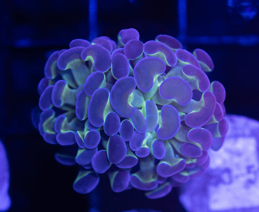 WYSIWYG Bicolor Branching Hammer Coral – Live LPS Euphyllia for Reef Tank