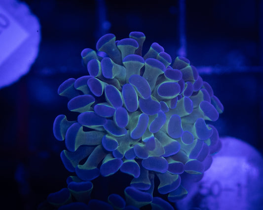 WYSIWYG Bicolor Branching Hammer Coral – Live LPS Euphyllia for Reef Tank