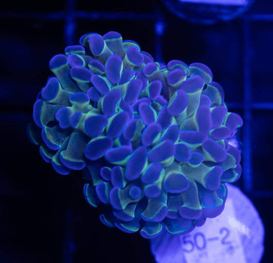 WYSIWYG Bicolor Branching Hammer Coral – Live LPS Euphyllia for Reef Tank