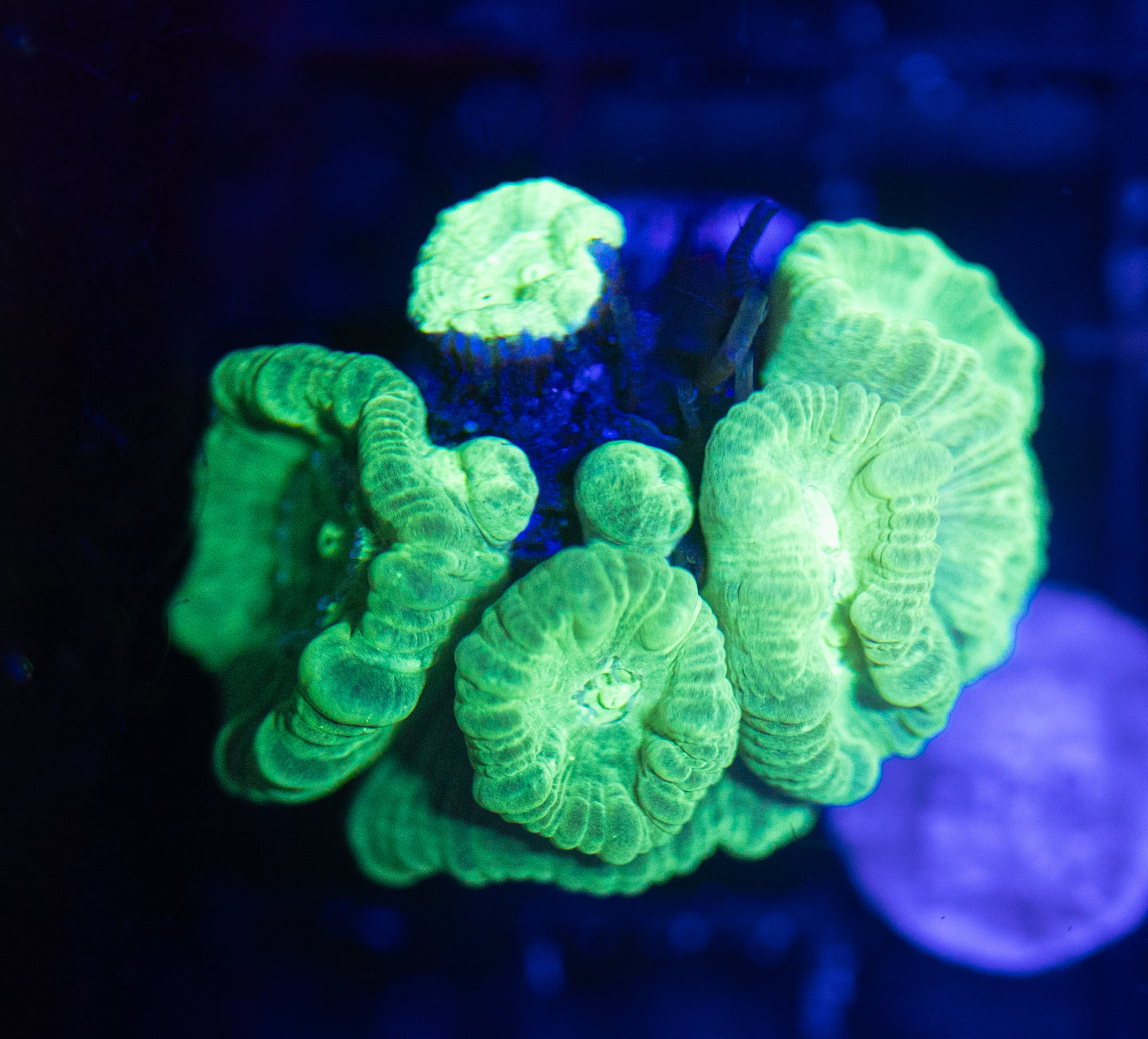 WYSIWYG Neon Green Candy Cane