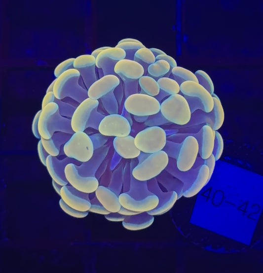 WYSIWYG Gold Branching Hammer Coral – Live LPS Euphyllia for Reef Tank
